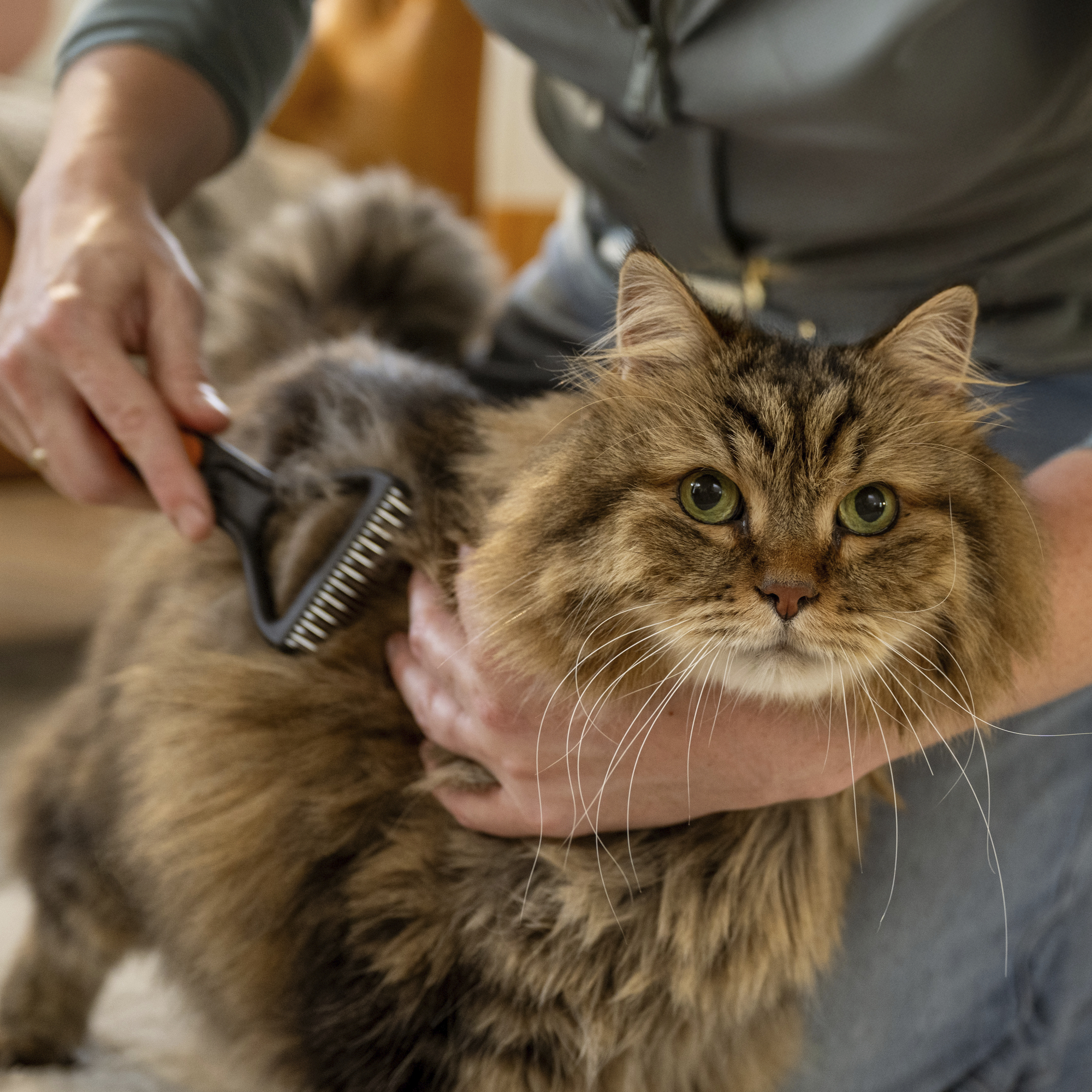 Fiskars aluskarva hari lemmikloomale